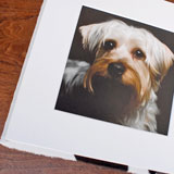 Professional custom album for pet photos